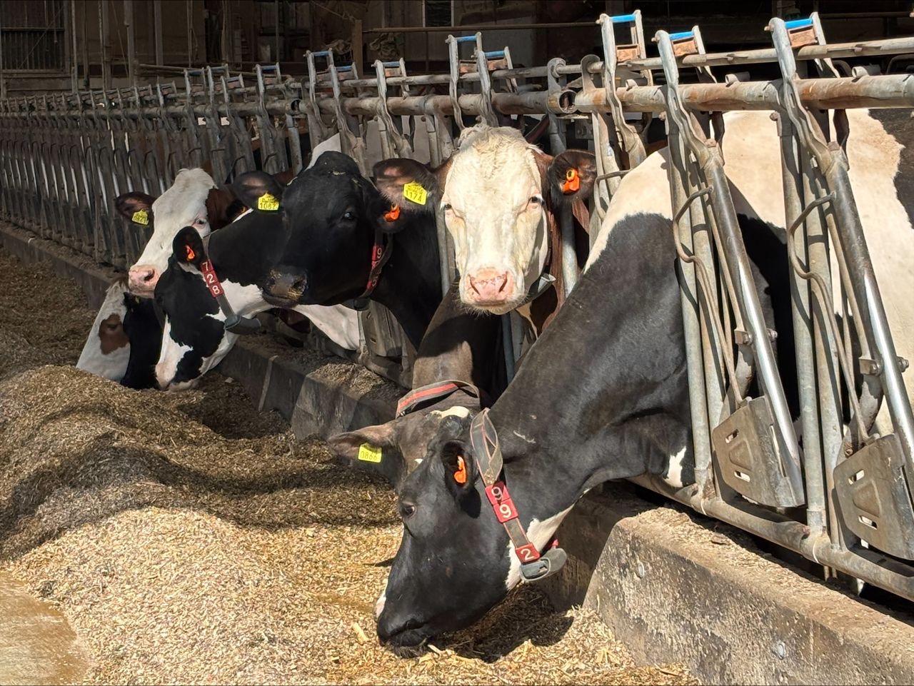Muir commends ‘cutting-edge research’ during trip to Dutch dairy farm