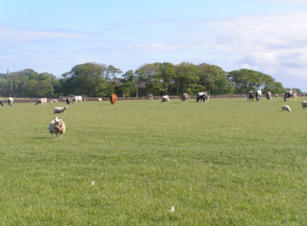 Beef and sheepmeat exports rise in 2019