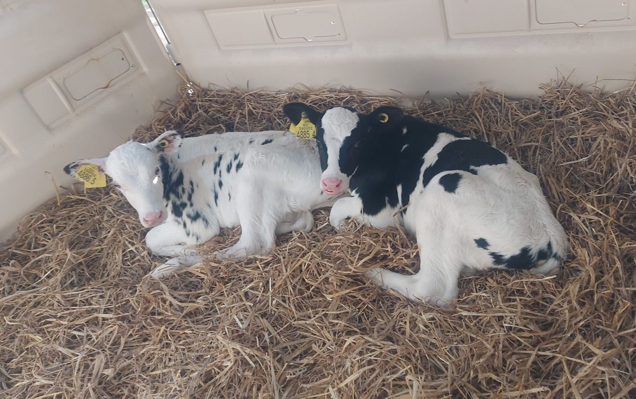 Pneumonia detected in calves without symptoms via lung scans