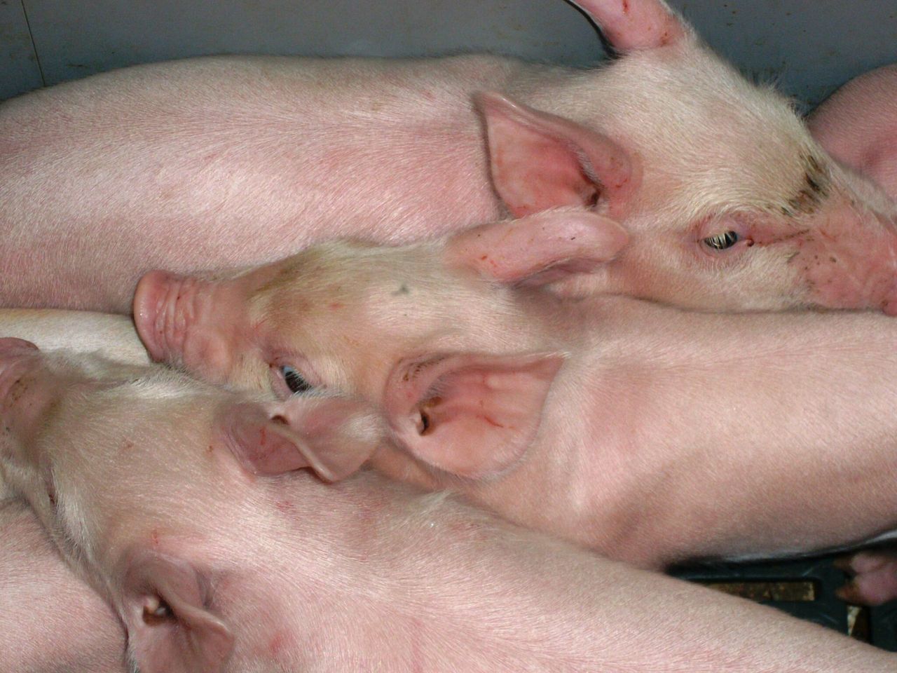 ‘Bounce back’ ability of Northern Ireland pig farmers ensuring industry’s survival