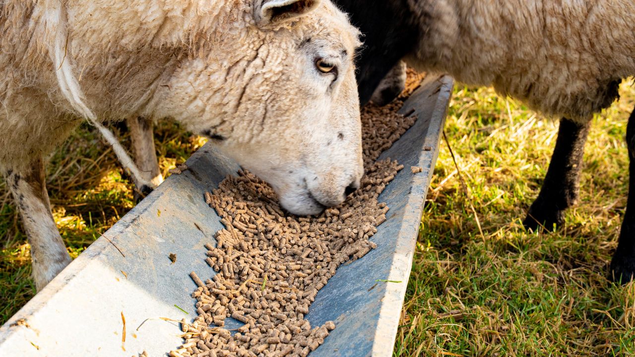 Sheep Breeders Round Table to include international ovine experts