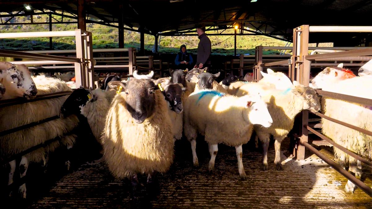 More mart price data to be made available through QMS