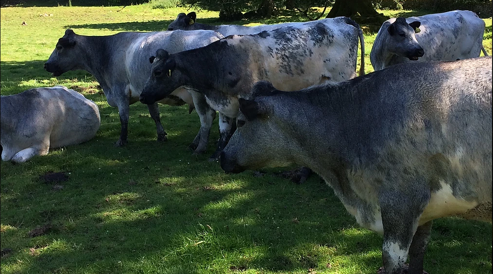 Popular television farmer looking to save rare Albion breed