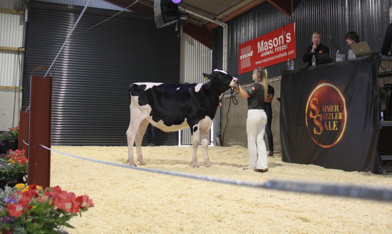 Sizzling top price of 14,000gns at Summer Sizzler