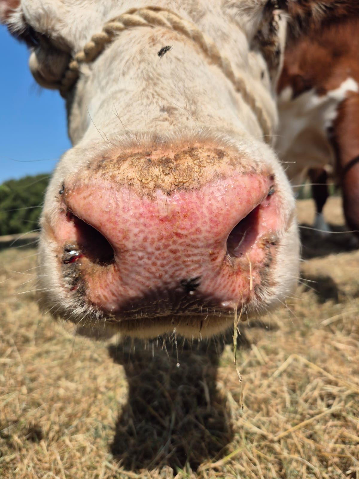 ‘Vaccination is the only way to deal with BTV-3’ – UK chief vet