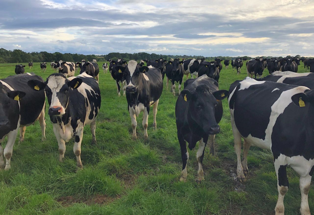 Lameness-detection capability secures innovation award for NI company
