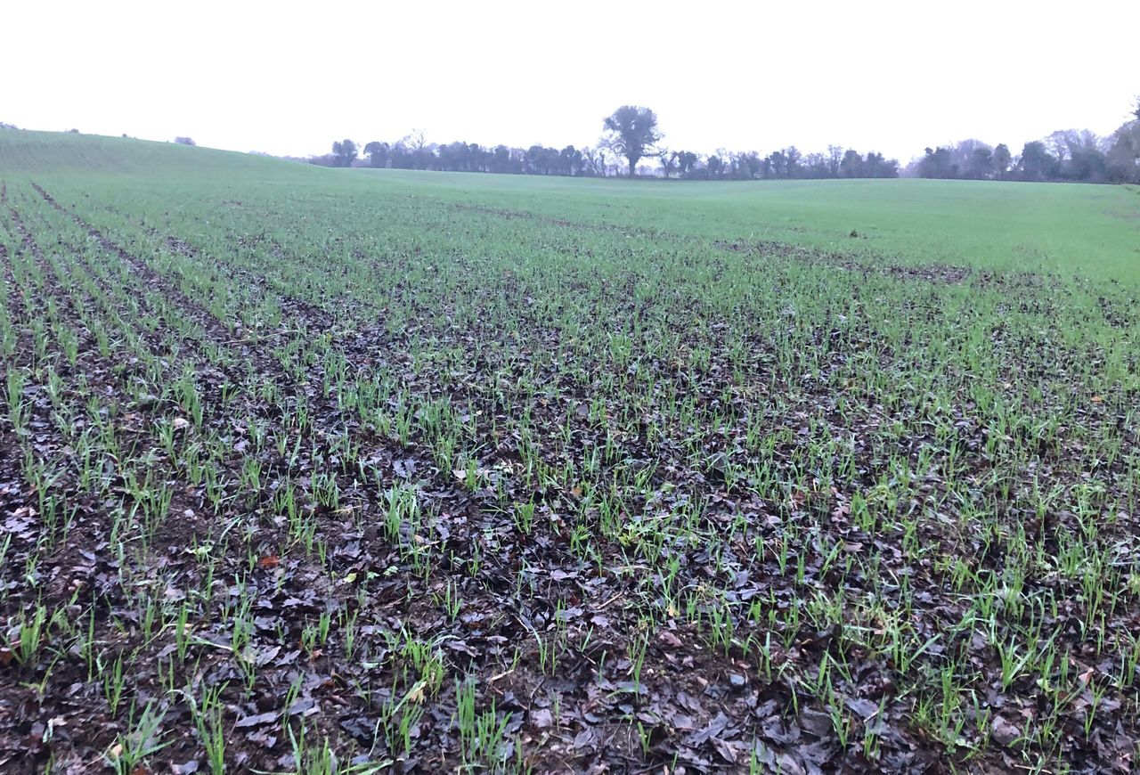 Black soils at ‘greater risk than ever’ – FAO