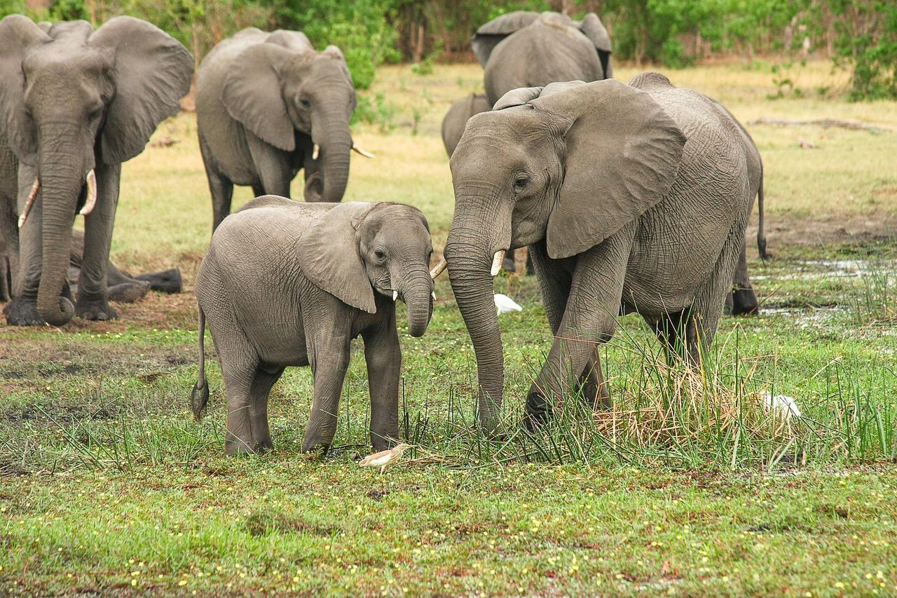 UK to introduce ban on ivory trade
