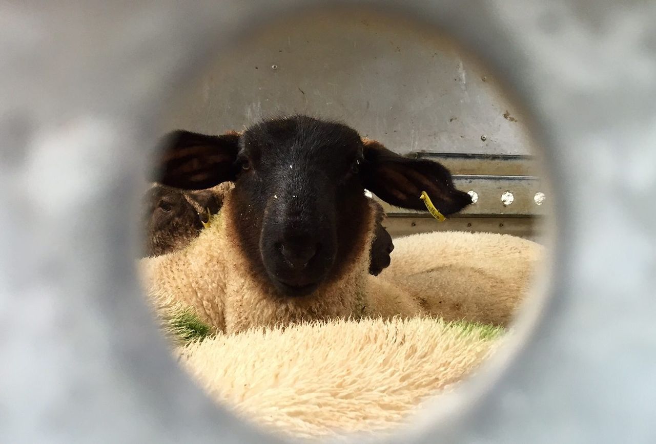 Australian lamb production jumps 5% in January of this year