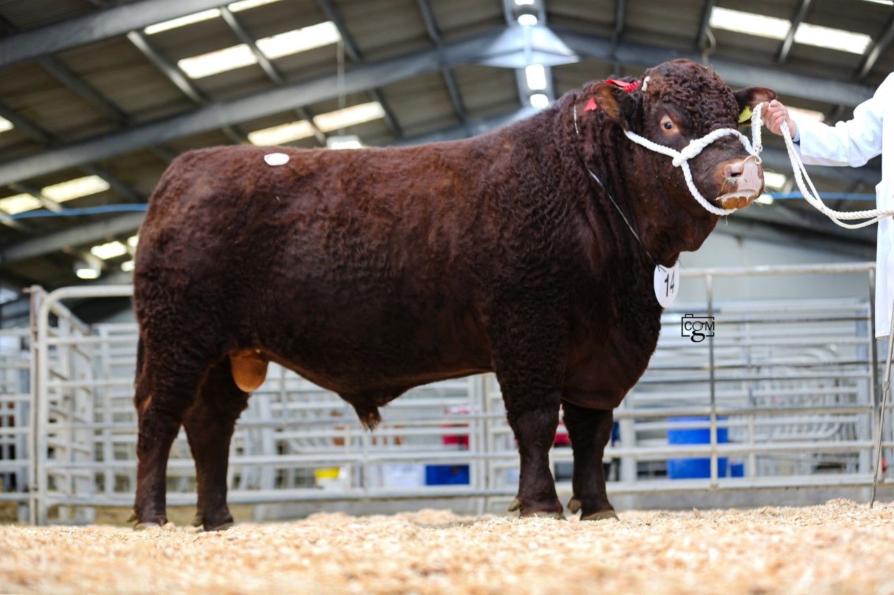 Sedgemoor sale sees Red Ruby Devon bulls peak at 6200gns