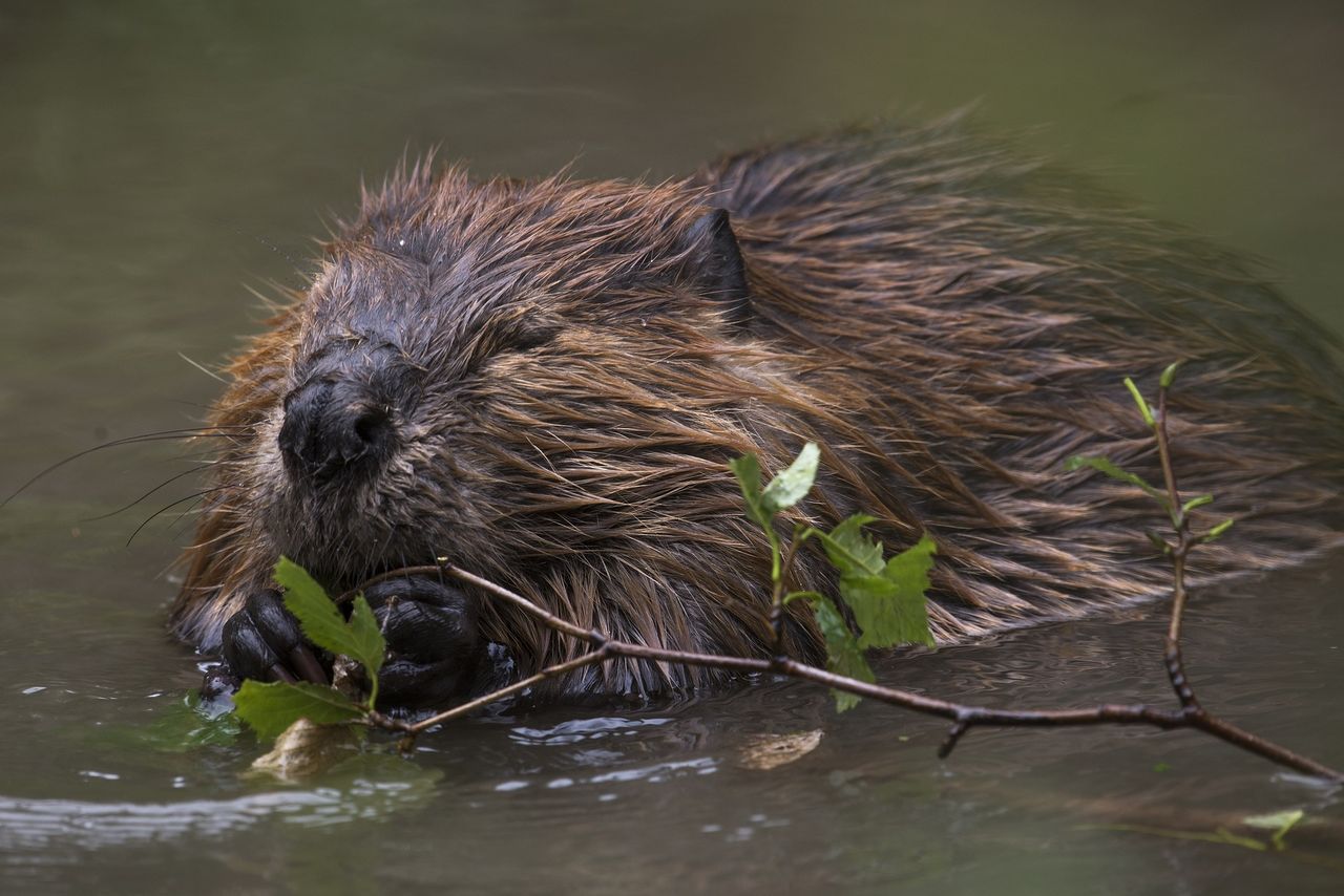 Release of beavers a 'short-sighted' move - FUW