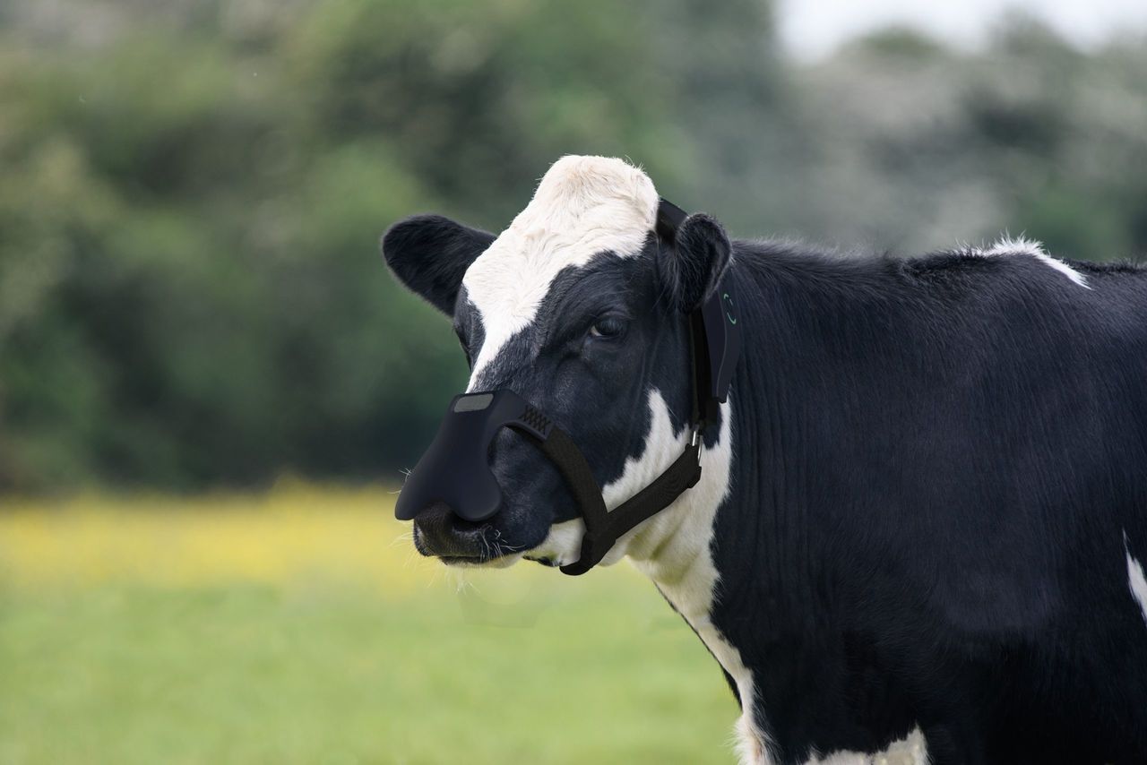 Tackling emissions through methane-reducing masks for cows