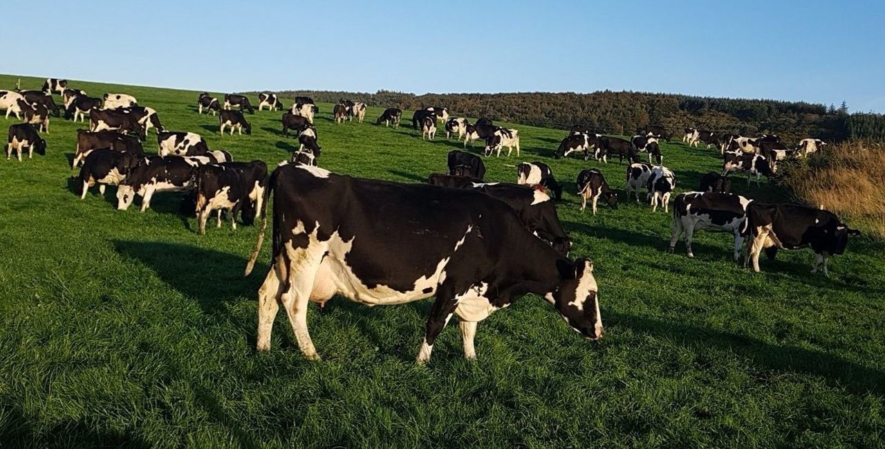 Can you afford to miss this grazing opportunity this summer?