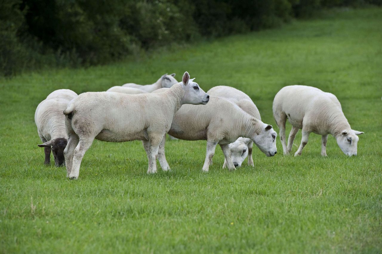 'Lower EU and import supplies to help EU sheepmeat market'