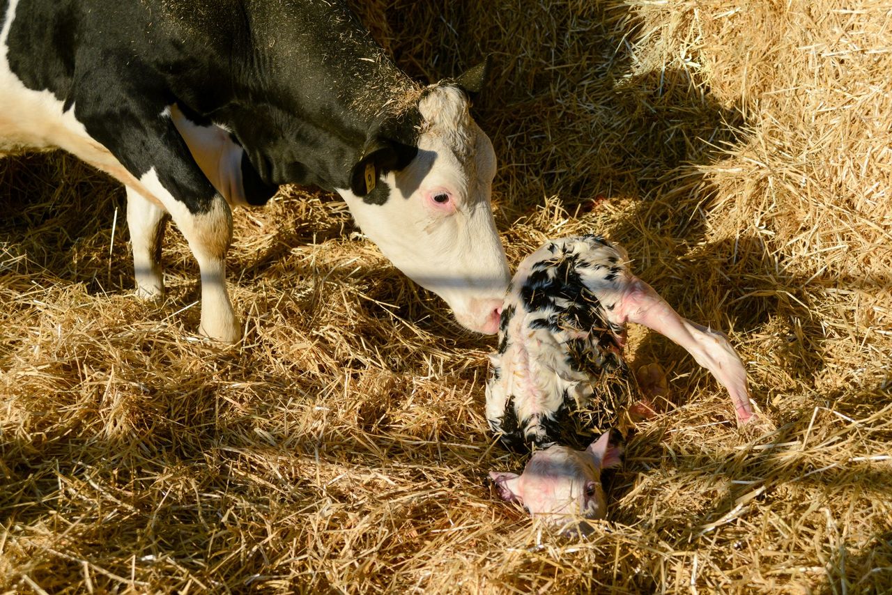 Defra identifies 2 calves ‘with blindness’ among bluetongue cases