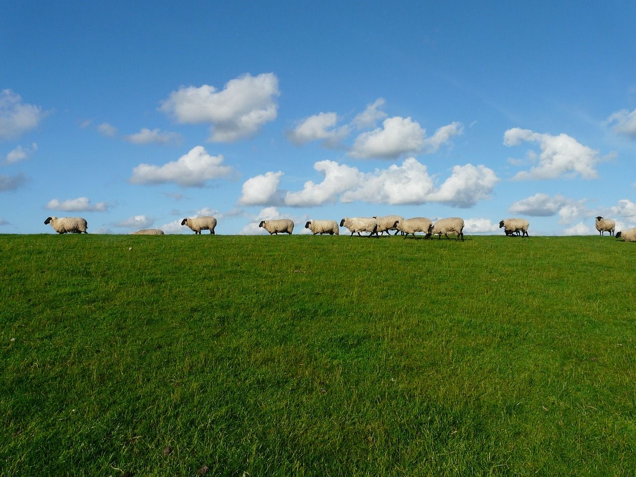 First UK sheep embryos shipped to the US