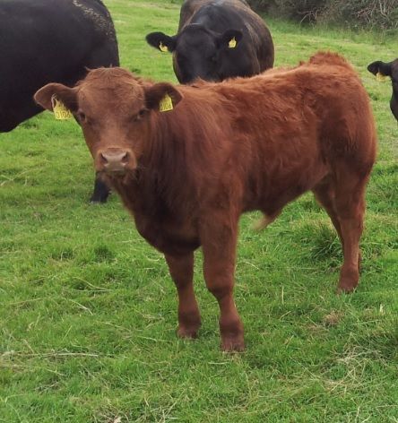 Beef-sired calf registrations declining in Northern Ireland