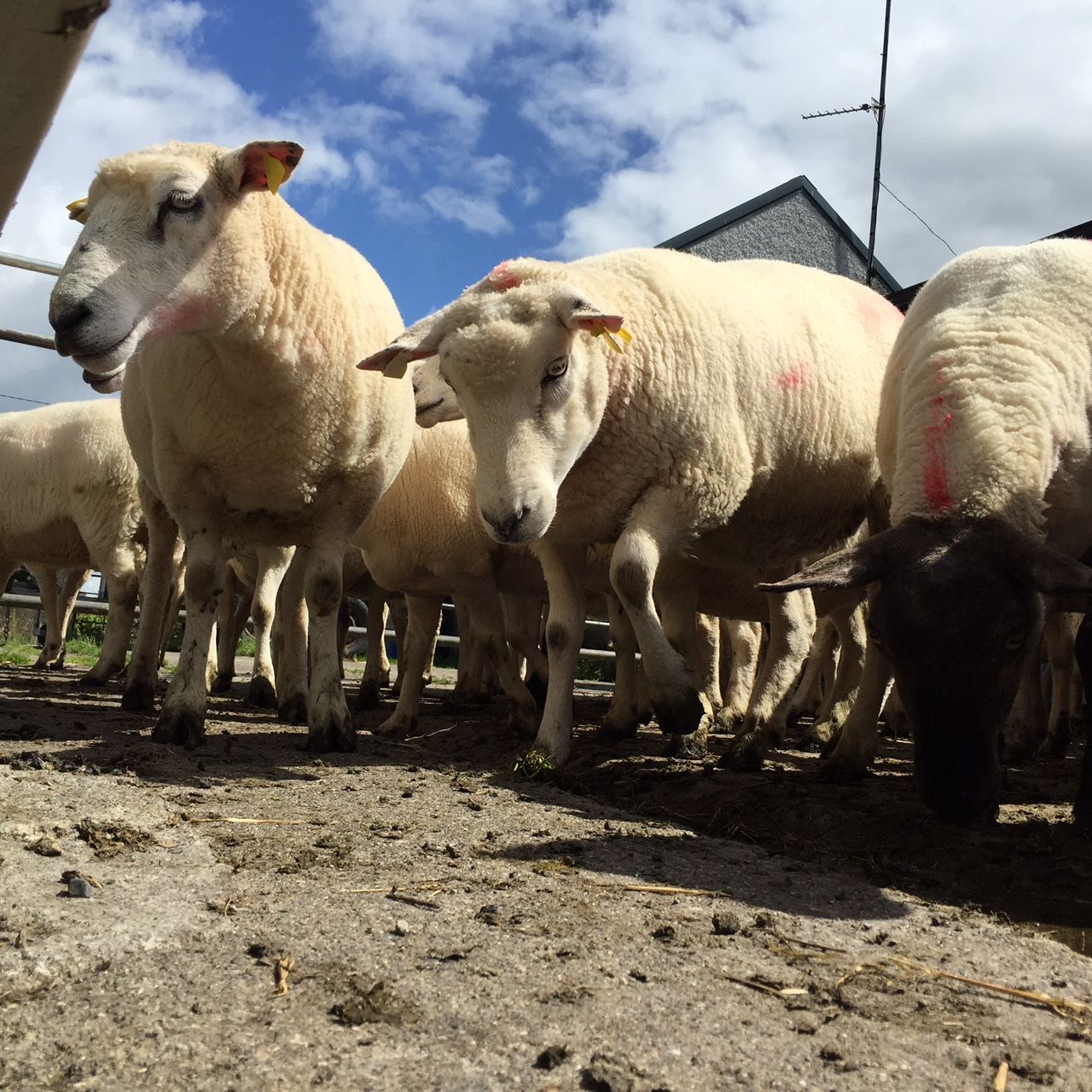 UK police use sheep line-up to reunite farmers with their flock!