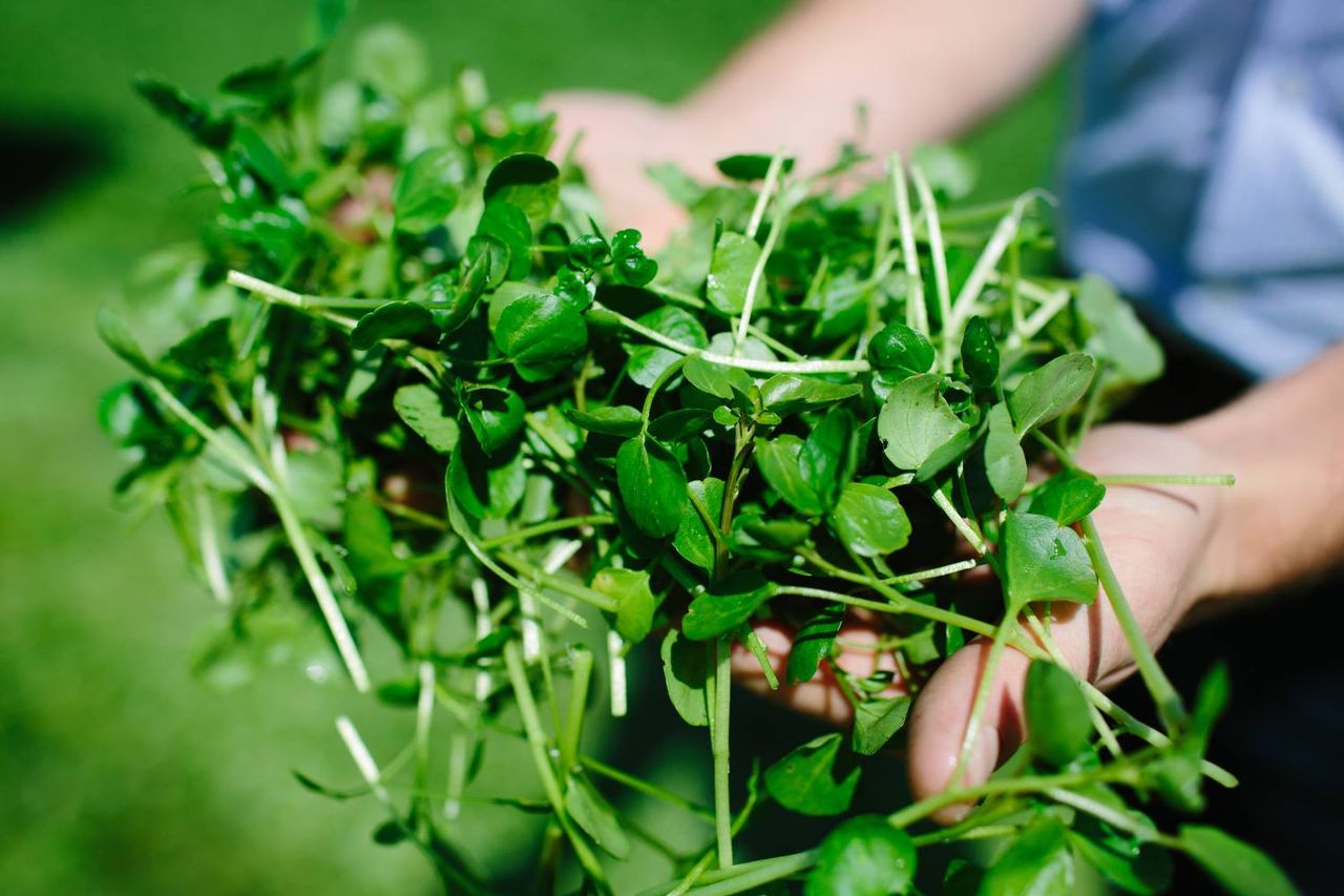 Inspiring a new audience for watercress