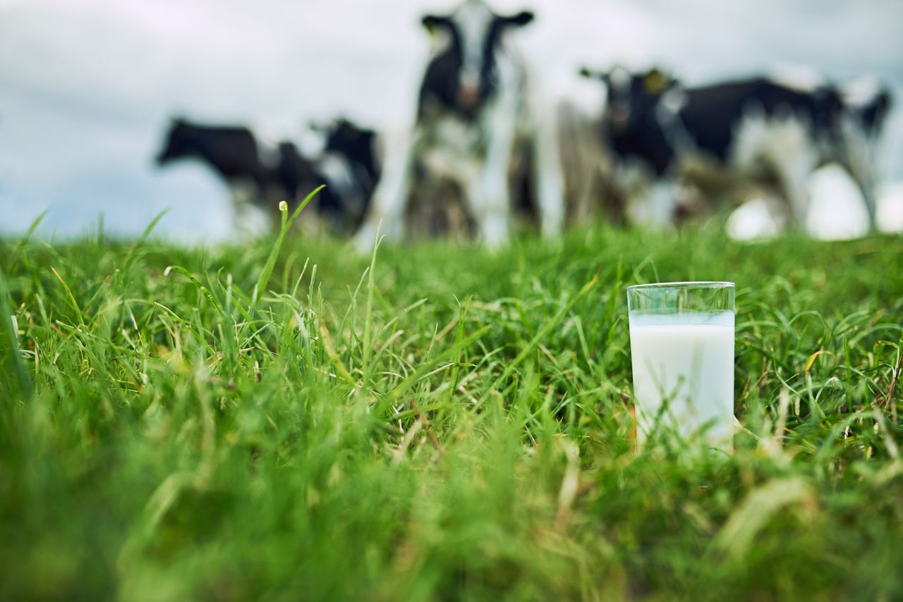 Spend on dairy products in GB up 6% year-on-year – report