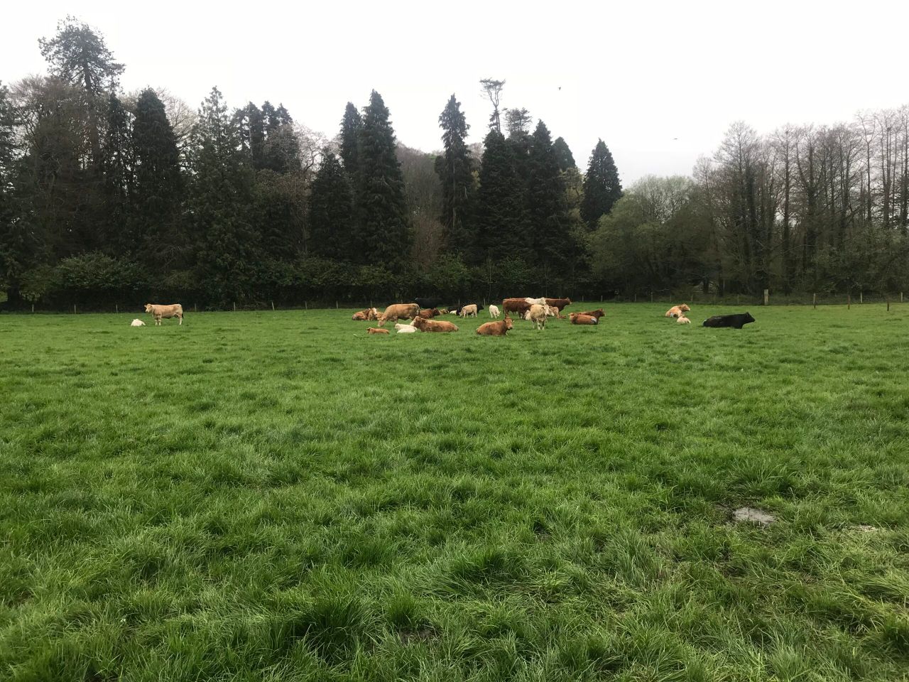 Observation and record keeping during breeding