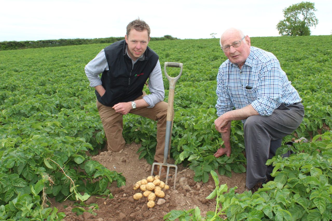 North Down growers starting to dig early season potatoes