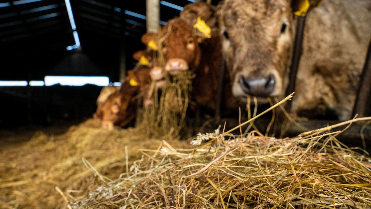 Cattle ‘toilet trained’ by researchers in bid to cut emissions