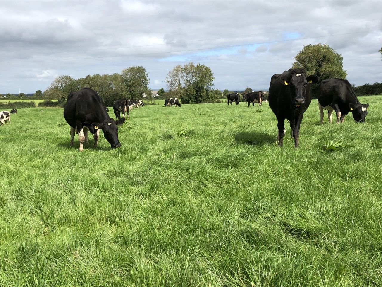 Alltech ONE: ‘The dairy story is not told well enough’
