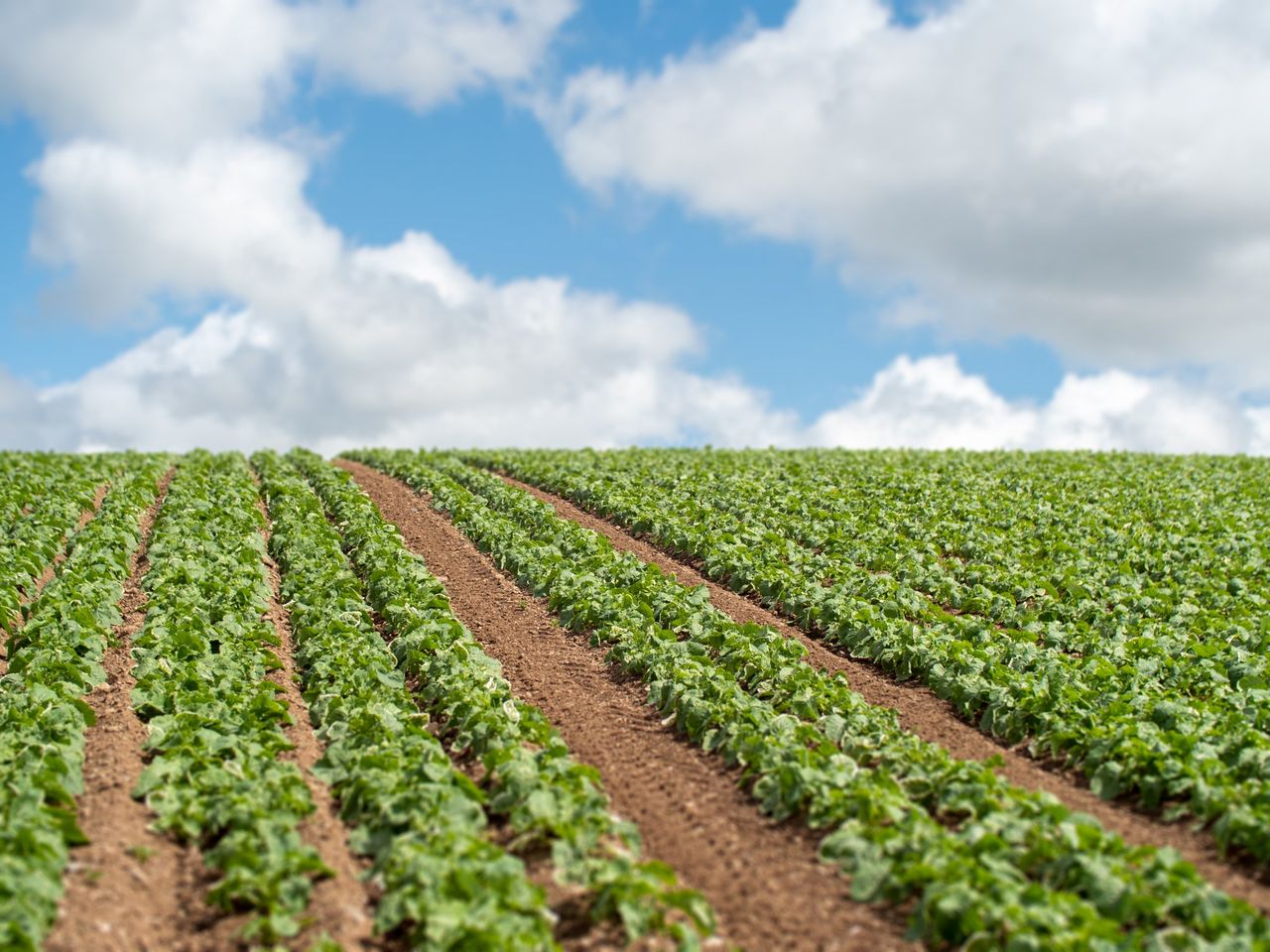 Inflation within food sector is ‘well above’ published levels