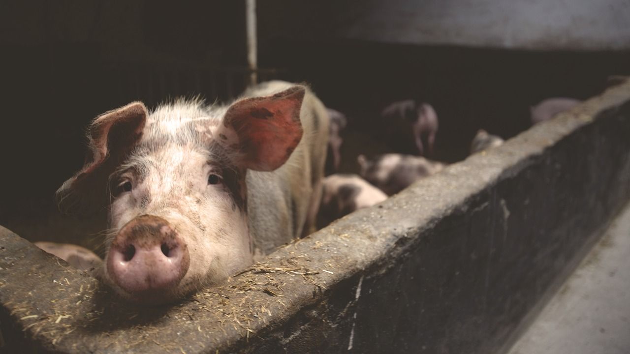 Pig industry scholarship seeks applicants for 2025/2026