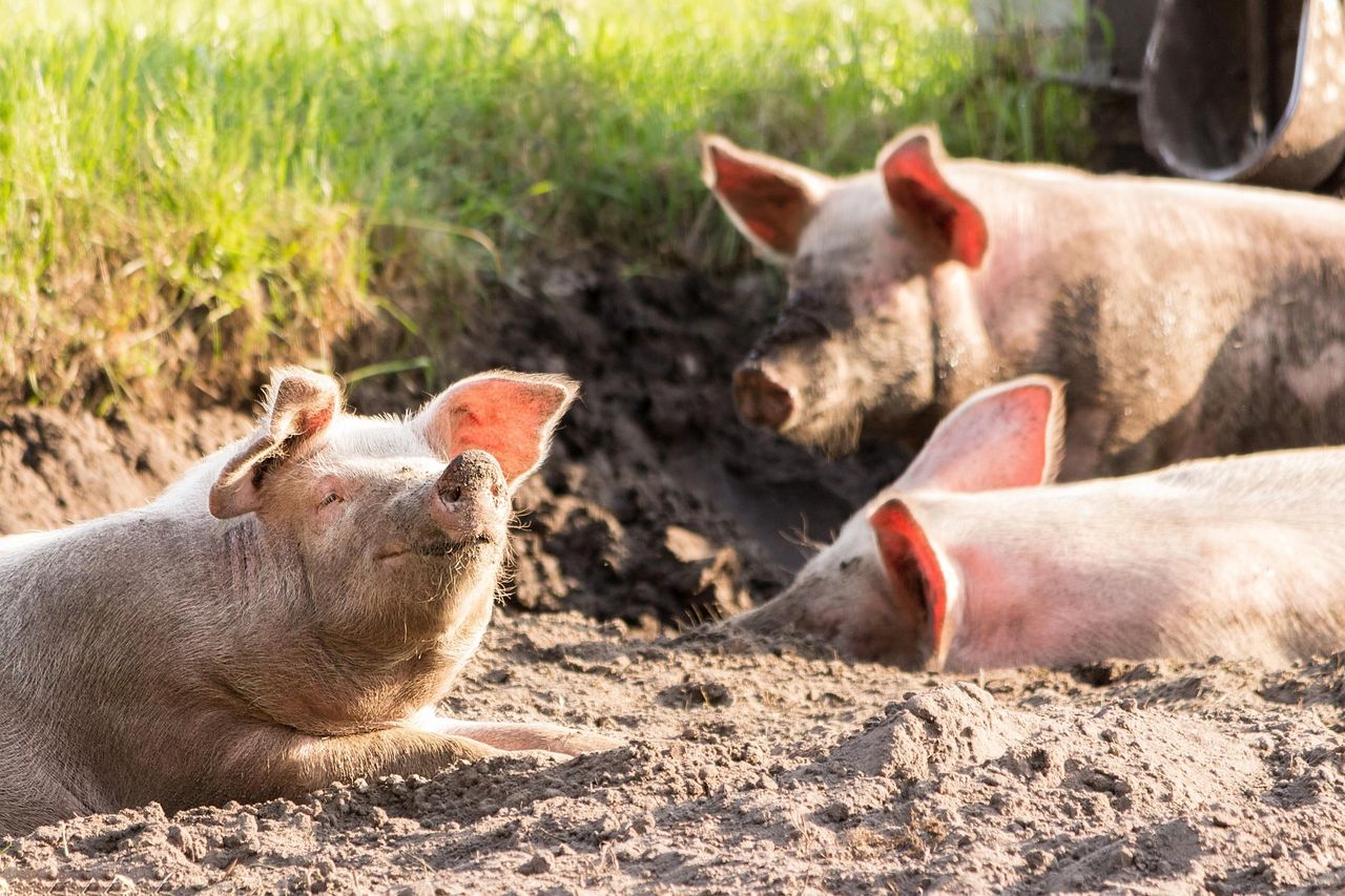 Red Tractor announces new pig modules and labelling
