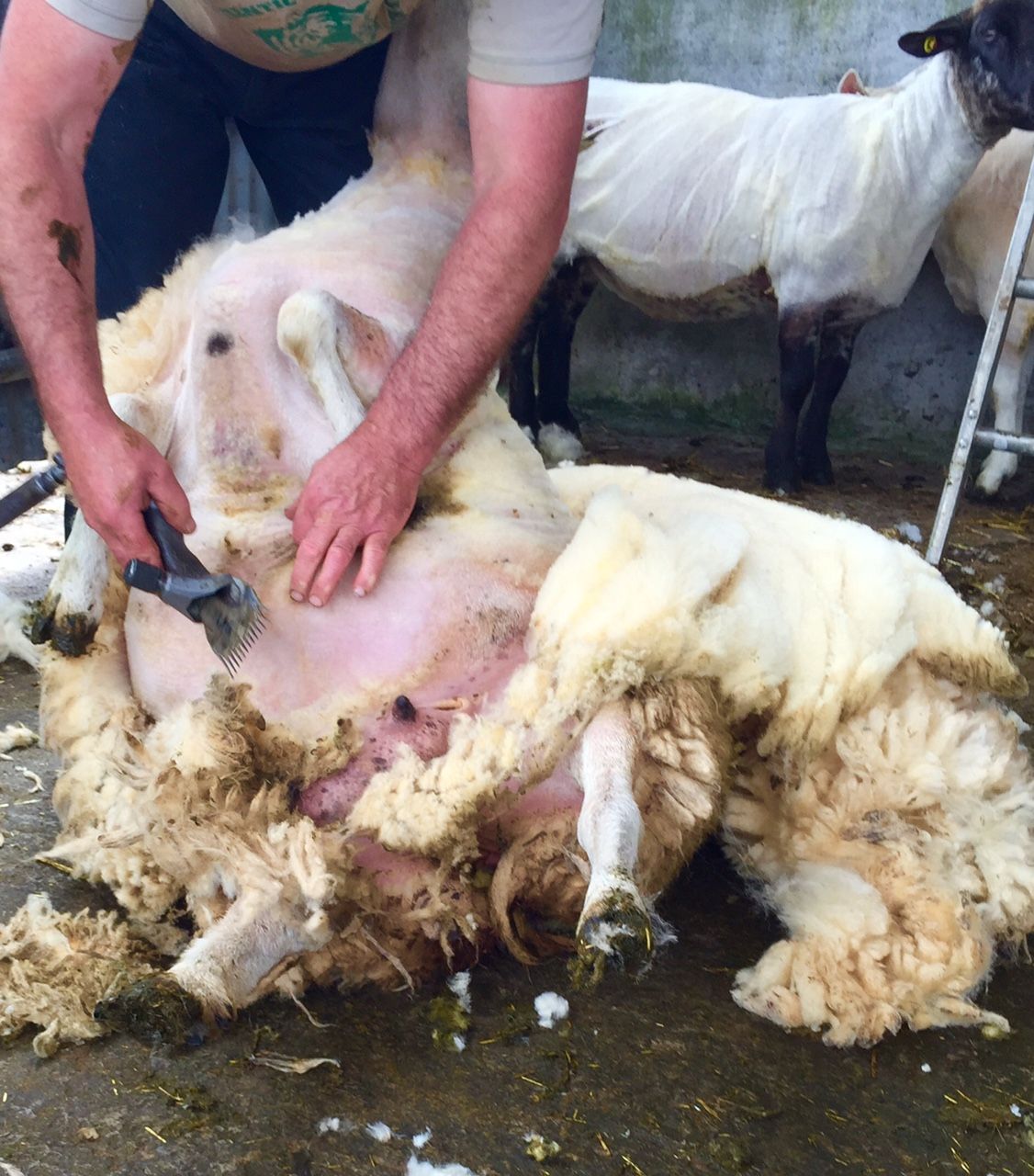 Wool prices on the rebound with further potential growth – Ulster Wool