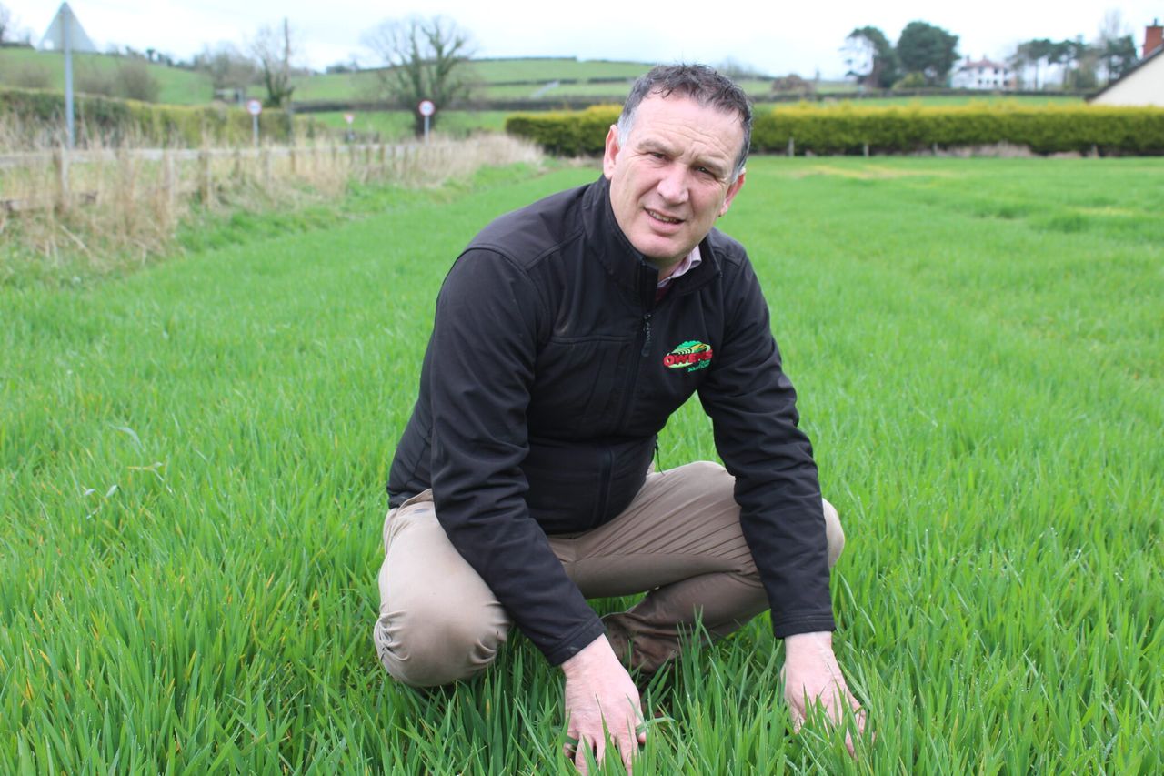 ‘60% of targeted winter cereal planting achieved in NI’ – agronomist