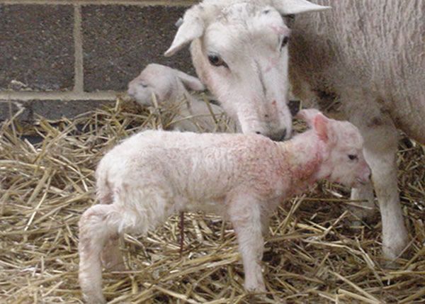 Vet ambassador encourages farmers to prepare for lambing early
