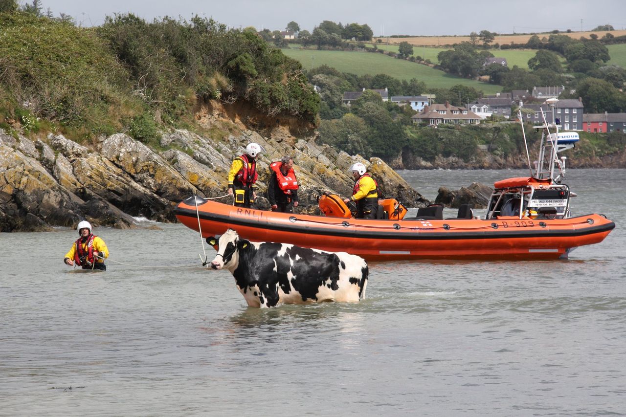Video: Freezin’ Friesian rescued following cliff ‘tumble’