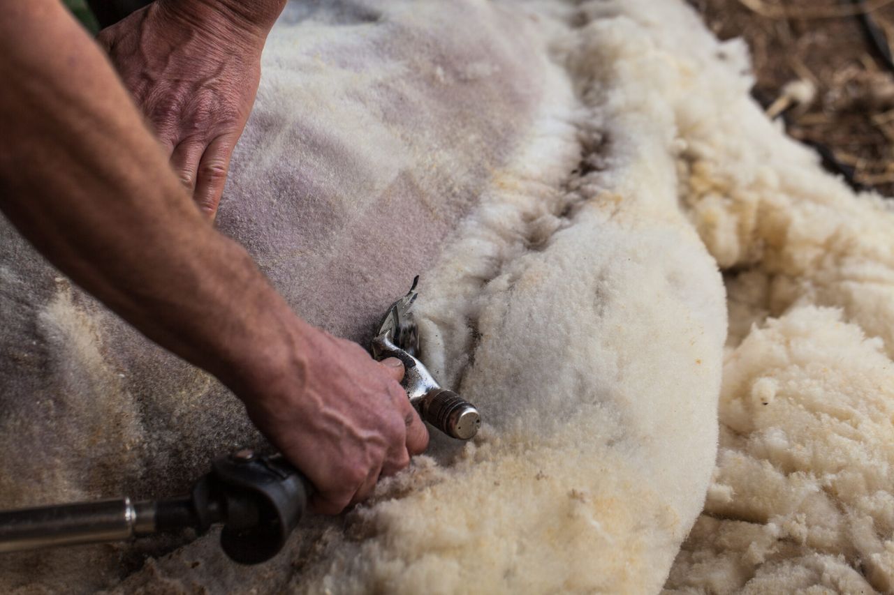 European sheep shearing championships coming to Galway