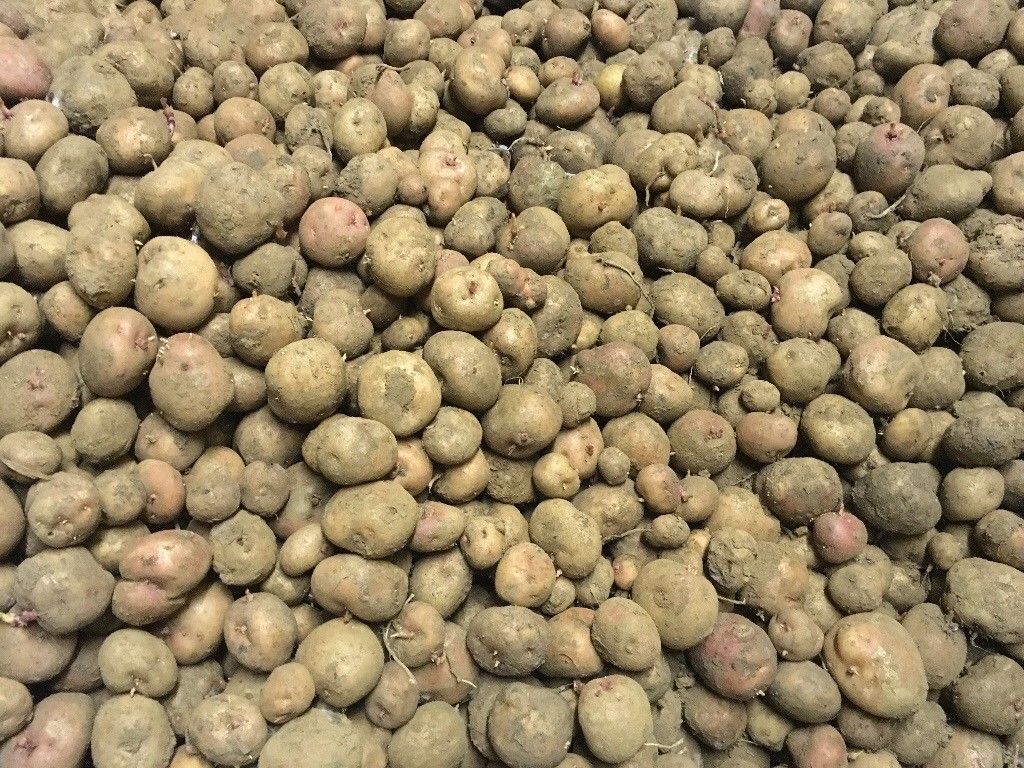 UK signs major export deal to ship seed potatoes to China