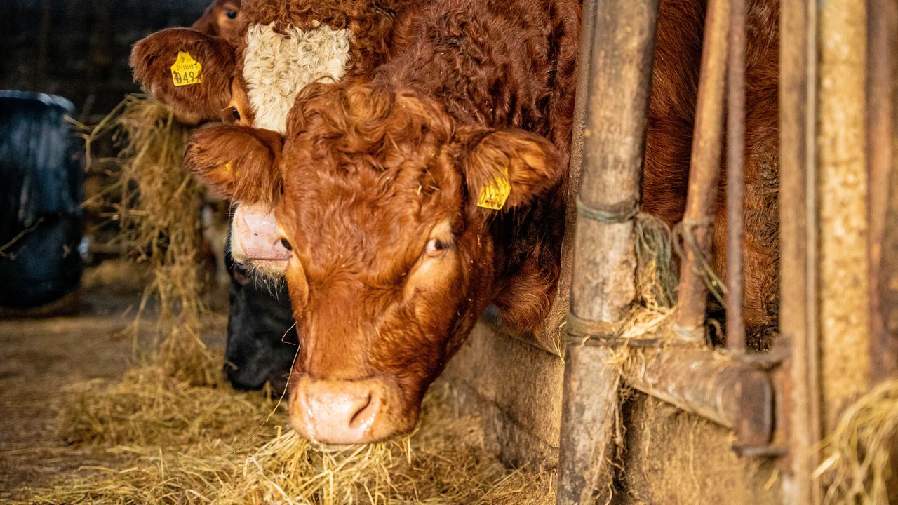 Beef prices strengthen again in Northern Ireland