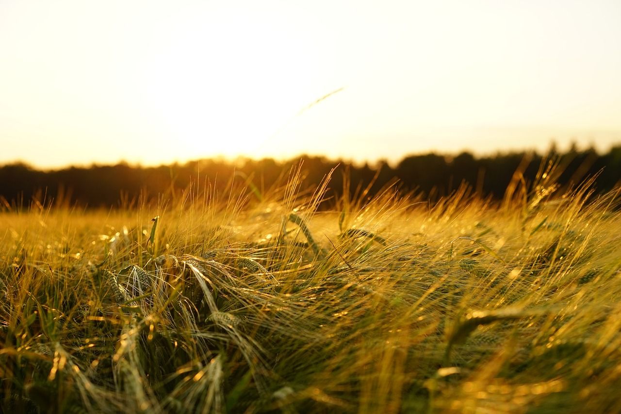 Defra issues final estimate of 2025 harvest for UK