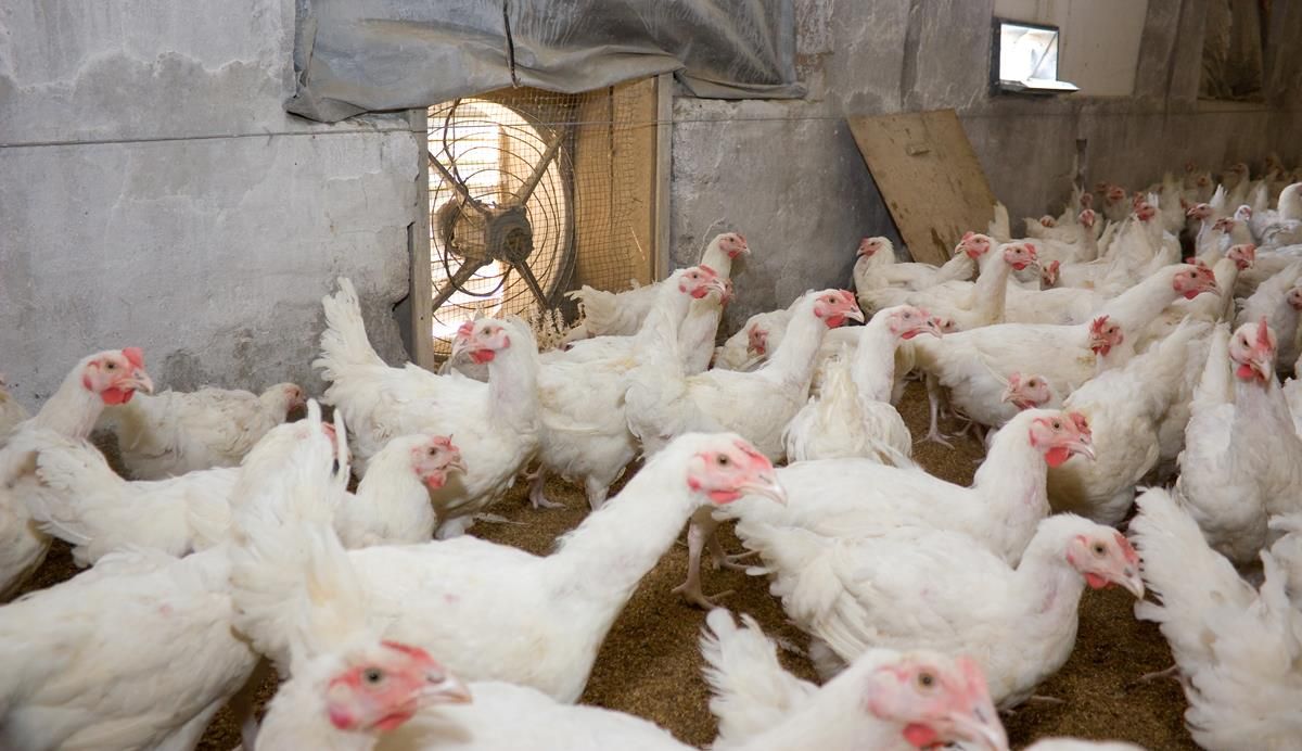 Small producers rearing turkeys or geese for Christmas must register
