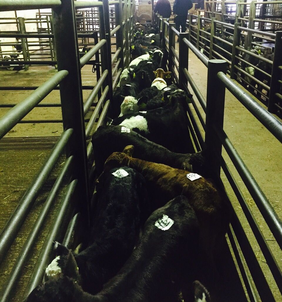Over 4,000 'severe breaches' of animal welfare rules at UK abattoirs - Report