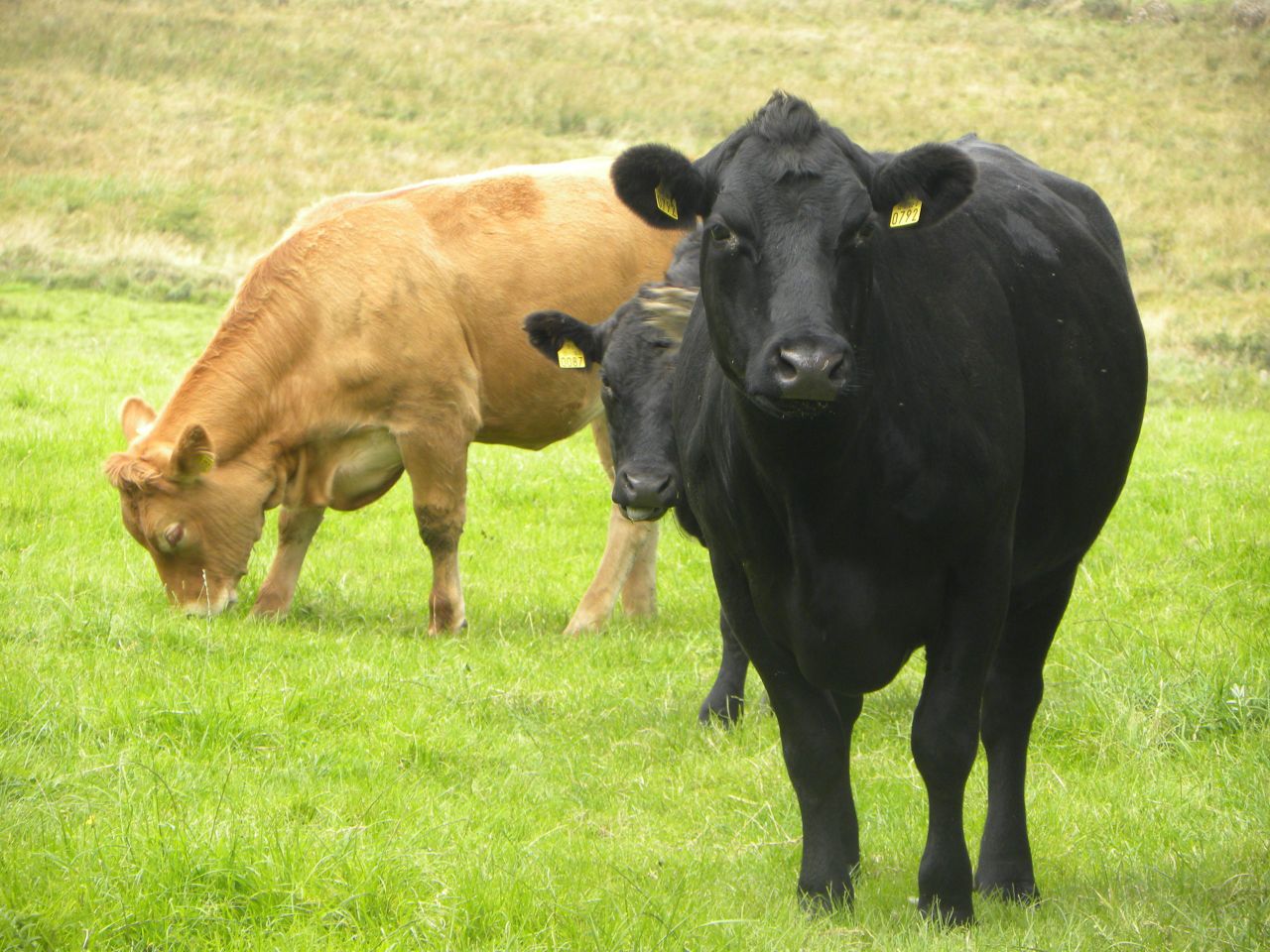 Wire in gut one of the main causes of suckler cow deaths in the UK