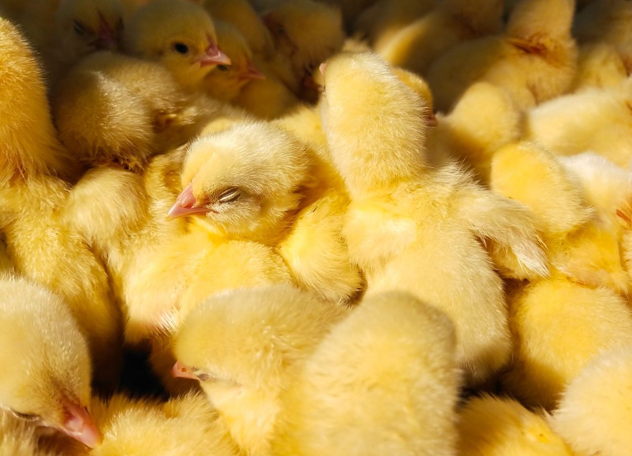 Dutch company secures €40m loan to end culling of male chicks