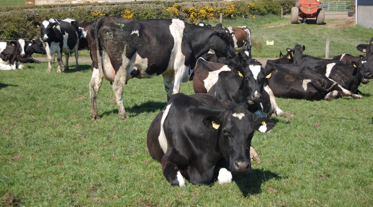 Dairy farmers - last nine months have been tough? Real problems to hit next spring