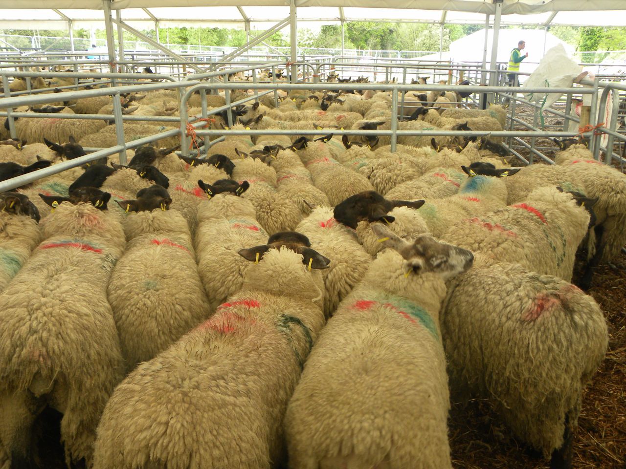 EU sheepmeat production to drop by 2% in 2014