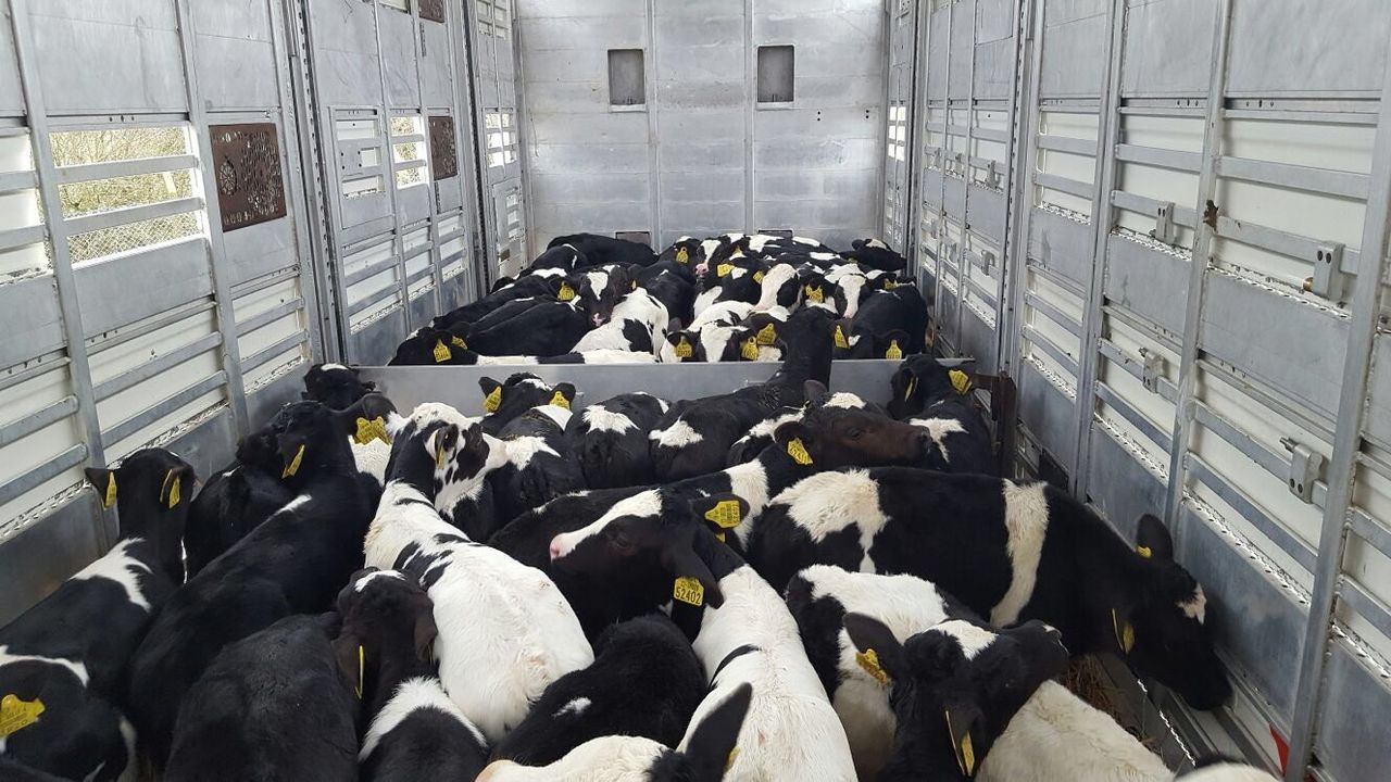 TB to halt NI's Spanish calf exports post-Brexit