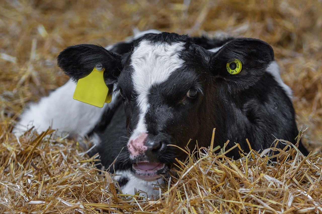 Why colostrum is the most important feed a calf will get in its entire lifetime