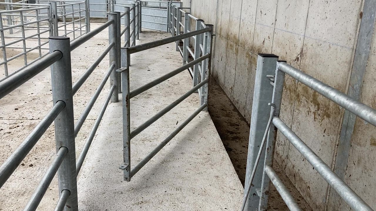 NI’s new bovine TB strategy: What does it mean for farmers and what are the next steps?