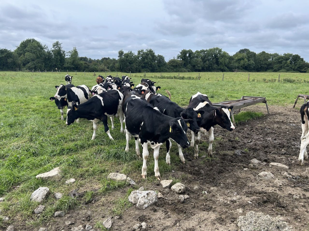 Controlling parasites in calves at pasture
