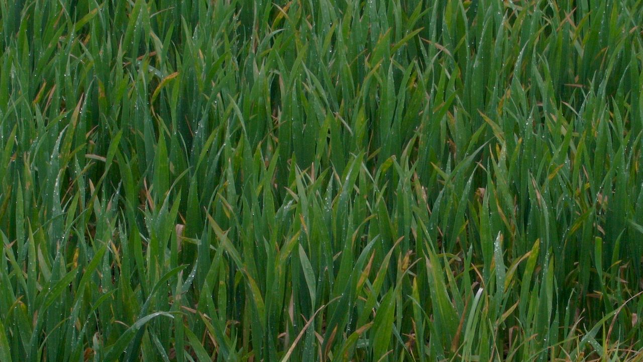 Grain price: Wheat falls, corn supplies ample